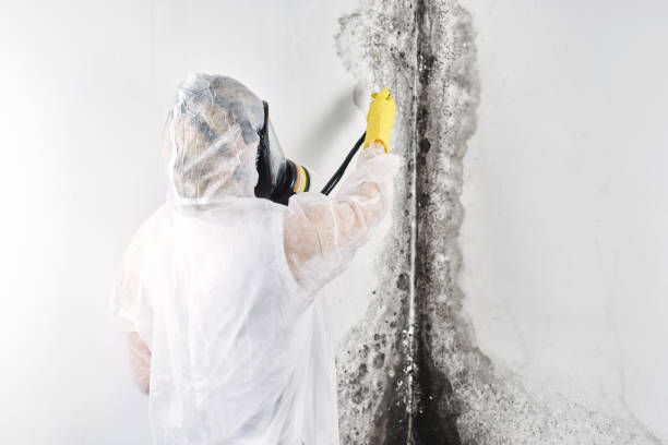 Best Water damage cleanup near me  in USA