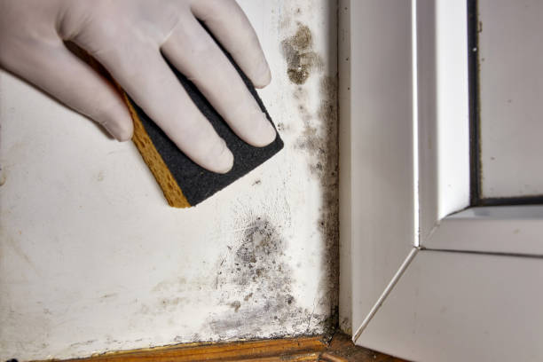 Best Water damage restoration mold remediation  in USA